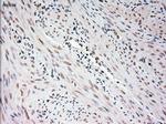 USP13 Antibody in Immunohistochemistry (Paraffin) (IHC (P))