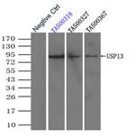 USP13 Antibody in Immunoprecipitation (IP)