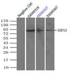 USP13 Antibody in Immunoprecipitation (IP)