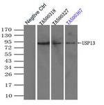 USP13 Antibody in Immunoprecipitation (IP)