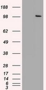 USP13 Antibody in Western Blot (WB)