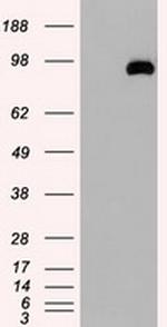 USP13 Antibody in Western Blot (WB)