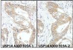 USP14 Antibody in Immunohistochemistry (IHC)