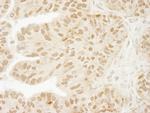 USP15 Antibody in Immunohistochemistry (IHC)