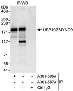 USP19/ZMYND9 Antibody in Immunoprecipitation (IP)