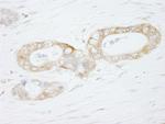 USP3 Antibody in Immunohistochemistry (IHC)