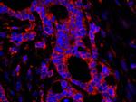 USP3 Antibody in Immunohistochemistry (IHC)