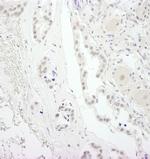 USP34 Antibody in Immunohistochemistry (IHC)