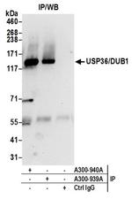 USP36/DUB1 Antibody in Western Blot (WB)