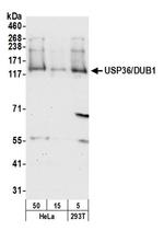 USP36/DUB1 Antibody in Western Blot (WB)