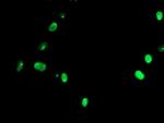 USP36 Antibody in Immunocytochemistry (ICC/IF)