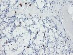 USP36 Antibody in Immunohistochemistry (Paraffin) (IHC (P))