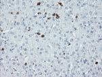 USP36 Antibody in Immunohistochemistry (Paraffin) (IHC (P))