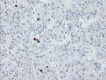 USP36 Antibody in Immunohistochemistry (Paraffin) (IHC (P))