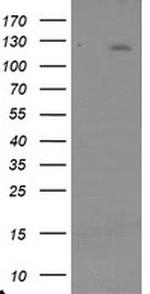 USP36 Antibody in Western Blot (WB)