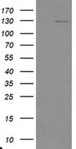 USP36 Antibody in Western Blot (WB)
