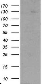 USP36 Antibody in Western Blot (WB)