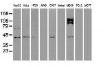 USP38 Antibody in Western Blot (WB)