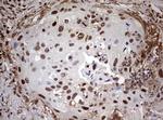 USP44 Antibody in Immunohistochemistry (Paraffin) (IHC (P))