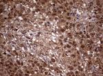 USP44 Antibody in Immunohistochemistry (Paraffin) (IHC (P))