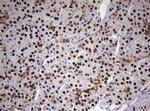 USP44 Antibody in Immunohistochemistry (Paraffin) (IHC (P))