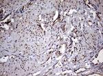 USP44 Antibody in Immunohistochemistry (Paraffin) (IHC (P))