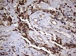 USP44 Antibody in Immunohistochemistry (Paraffin) (IHC (P))