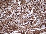 USP44 Antibody in Immunohistochemistry (Paraffin) (IHC (P))