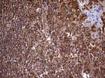 USP44 Antibody in Immunohistochemistry (Paraffin) (IHC (P))