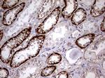 USP44 Antibody in Immunohistochemistry (Paraffin) (IHC (P))