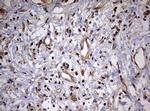 USP44 Antibody in Immunohistochemistry (Paraffin) (IHC (P))