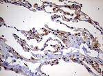 USP44 Antibody in Immunohistochemistry (Paraffin) (IHC (P))