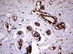 USP44 Antibody in Immunohistochemistry (Paraffin) (IHC (P))