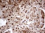 USP44 Antibody in Immunohistochemistry (Paraffin) (IHC (P))