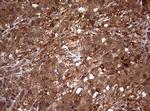 USP44 Antibody in Immunohistochemistry (Paraffin) (IHC (P))