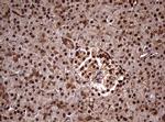 USP44 Antibody in Immunohistochemistry (Paraffin) (IHC (P))