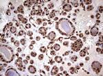 USP44 Antibody in Immunohistochemistry (Paraffin) (IHC (P))