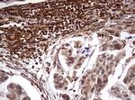 USP44 Antibody in Immunohistochemistry (Paraffin) (IHC (P))