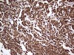 USP44 Antibody in Immunohistochemistry (Paraffin) (IHC (P))