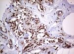 USP44 Antibody in Immunohistochemistry (Paraffin) (IHC (P))