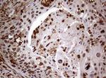 USP44 Antibody in Immunohistochemistry (Paraffin) (IHC (P))