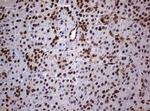 USP44 Antibody in Immunohistochemistry (Paraffin) (IHC (P))