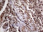 USP44 Antibody in Immunohistochemistry (Paraffin) (IHC (P))