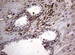 USP44 Antibody in Immunohistochemistry (Paraffin) (IHC (P))