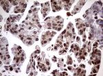 USP44 Antibody in Immunohistochemistry (Paraffin) (IHC (P))