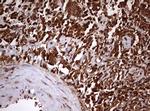 USP44 Antibody in Immunohistochemistry (Paraffin) (IHC (P))