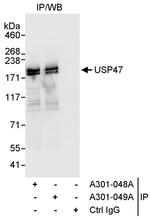 USP47 Antibody in Immunoprecipitation (IP)