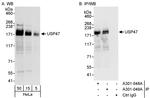 USP47 Antibody in Western Blot (WB)