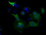 USP5 Antibody in Immunocytochemistry (ICC/IF)