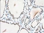 USP5 Antibody in Immunohistochemistry (Paraffin) (IHC (P))